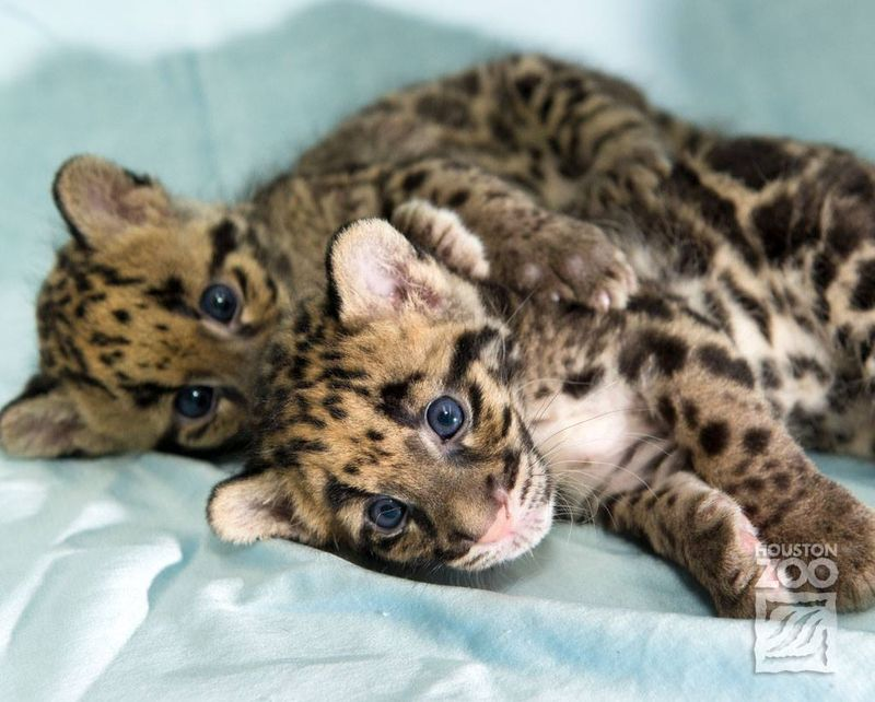 Illustration for article titled Clouded Leopard Cubs First For Houston Zoo, Are Adorable